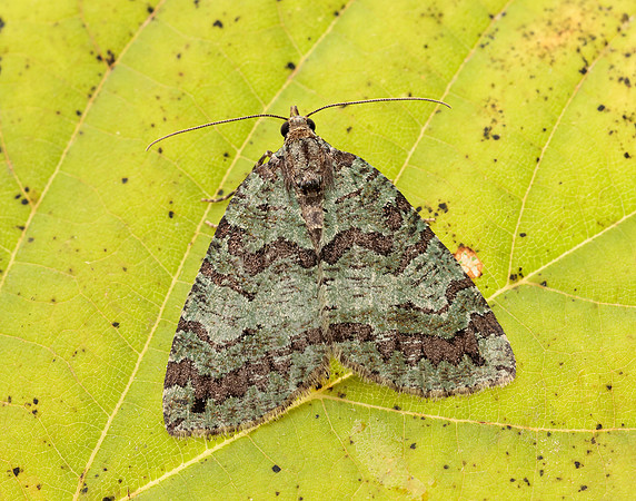 63.102 BF1316 Catoptria falsella