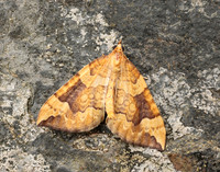 63.102 BF1316 Catoptria falsella