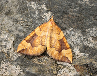 63.102 BF1316 Catoptria falsella
