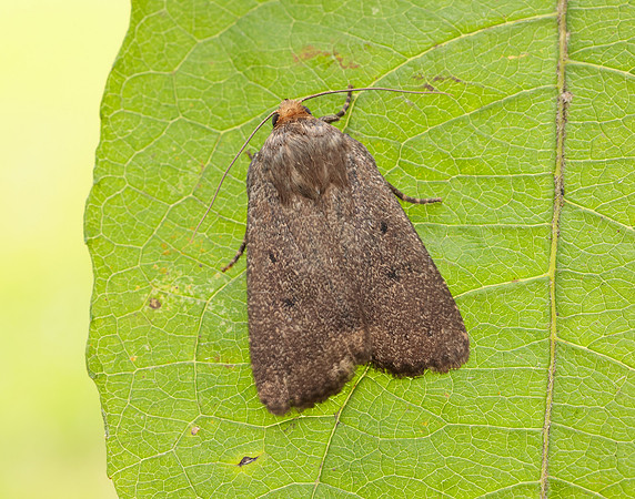 73.064 BF2299 Mouse Moth Amphipyra tragopoginis