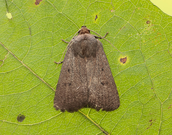 73.064 BF2299 Mouse Moth Amphipyra tragopoginis