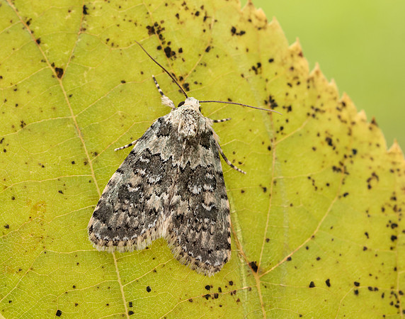 73.084 BF2293 Marbled Beauty Bryophila domestica