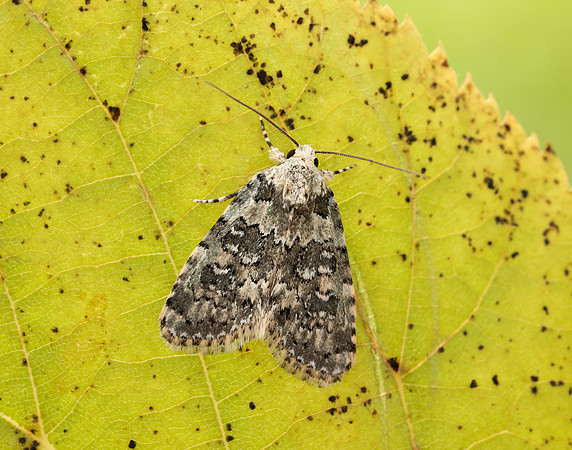 73.084 BF2293 Marbled Beauty Bryophila domestica