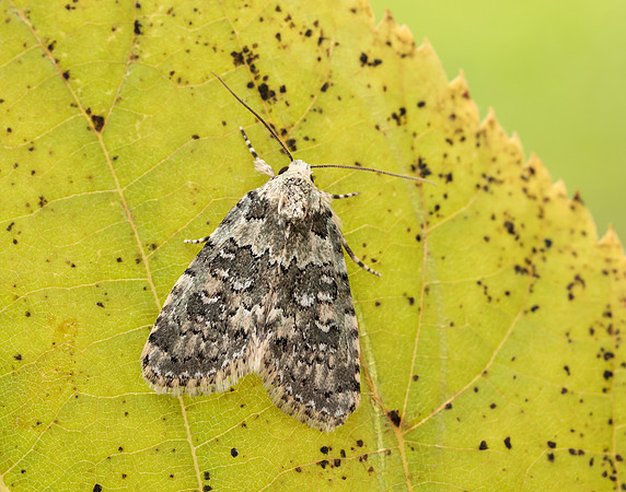 73.084 BF2293 Marbled Beauty Bryophila domestica