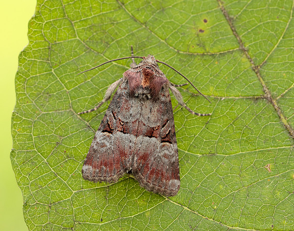 73.171 BF2342 Rosy Minor Litoligia literosa