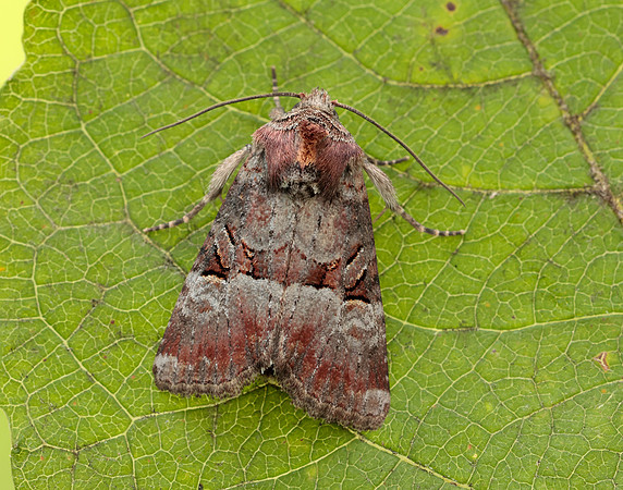 73.171 BF2342 Rosy Minor Litoligia literosa