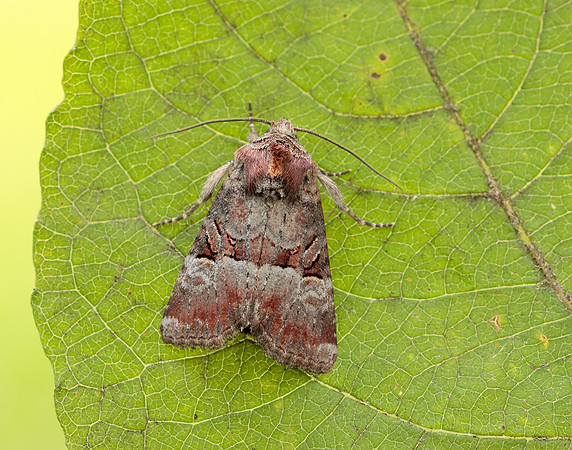 73.171 BF2342 Rosy Minor Litoligia literosa