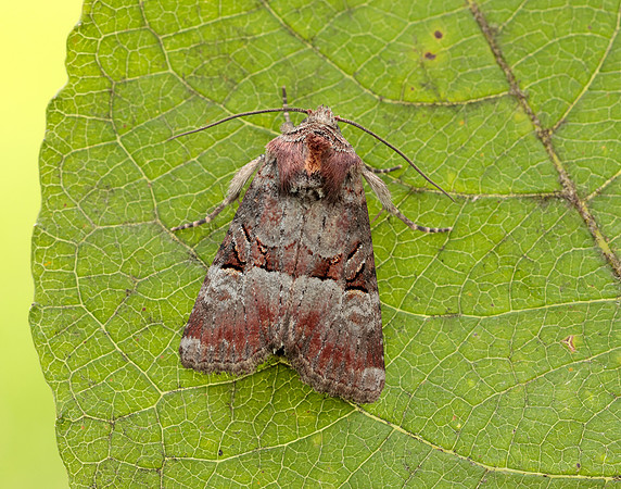 73.171 BF2342 Rosy Minor Litoligia literosa