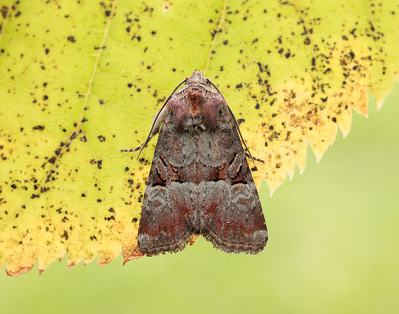 73.171 BF2342 Rosy Minor Litoligia literosa