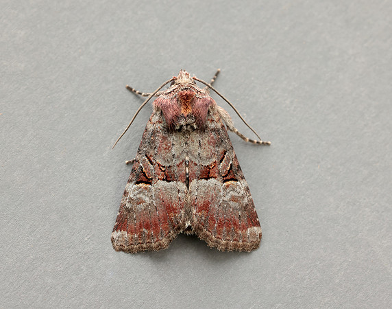 73.171 BF2342 Rosy Minor Litoligia literosa