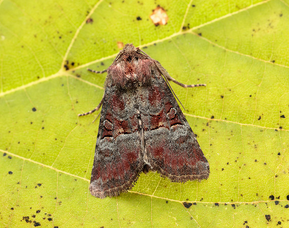 73.171 BF2342 Rosy Minor Litoligia literosa
