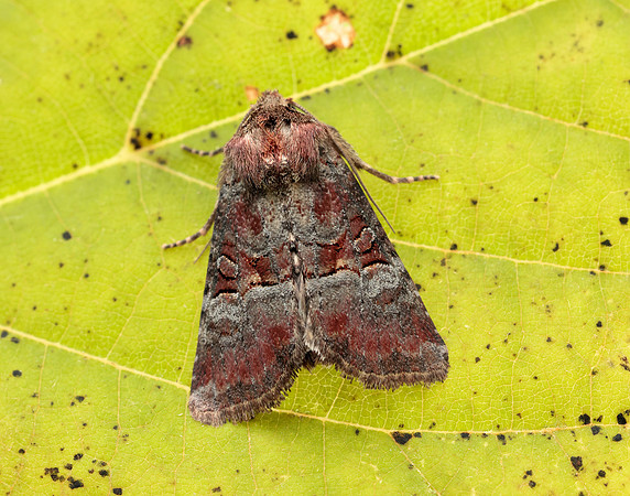 73.171 BF2342 Rosy Minor Litoligia literosa