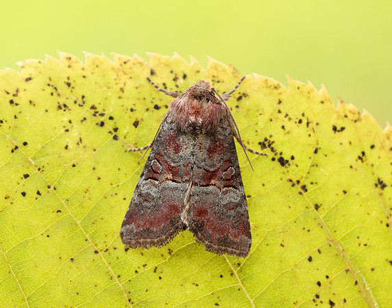 73.171 BF2342 Rosy Minor Litoligia literosa