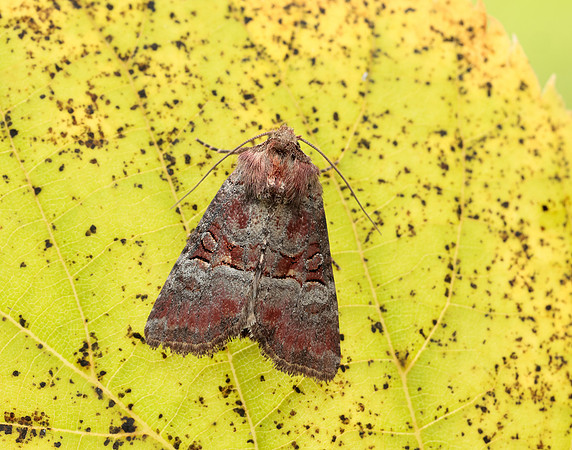 73.171 BF2342 Rosy Minor Litoligia literosa