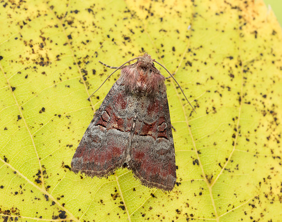 73.171 BF2342 Rosy Minor Litoligia literosa