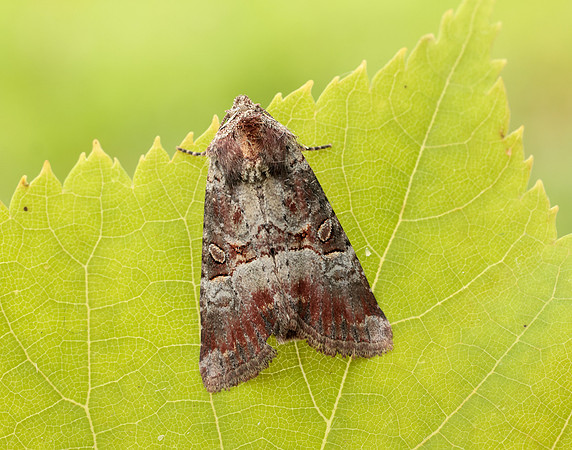73.171 BF2342 Rosy Minor Litoligia literosa