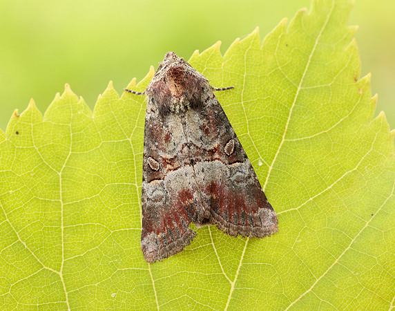 73.171 BF2342 Rosy Minor Litoligia literosa