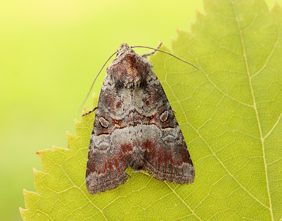 73.171 BF2342 Rosy Minor Litoligia literosa