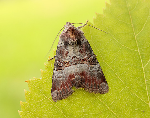 73.171 BF2342 Rosy Minor Litoligia literosa