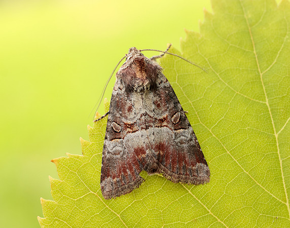 73.171 BF2342 Rosy Minor Litoligia literosa