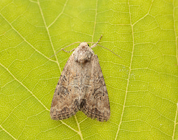 73.172 BF2341 Cloaked Minor Mesoligia furuncula