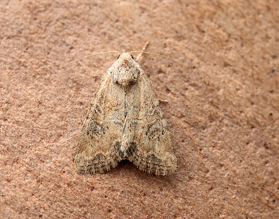 73.172 BF2341 Cloaked Minor Mesoligia furuncula