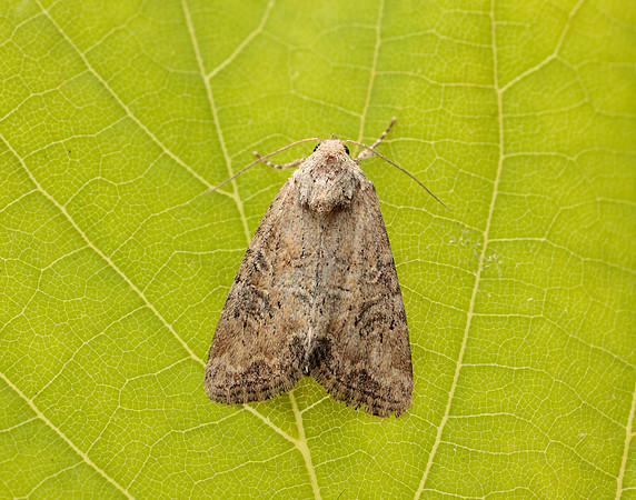73.172 BF2341 Cloaked Minor Mesoligia furuncula