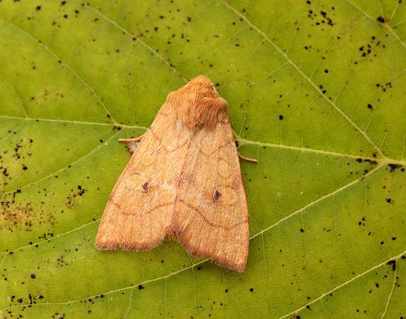 73.211 BF2313 Angle-striped Sallow Enargia paleacea