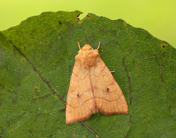 73.211 BF2313 Angle-striped Sallow Enargia paleacea