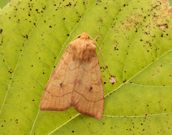 73.211 BF2313 Angle-striped Sallow Enargia paleacea