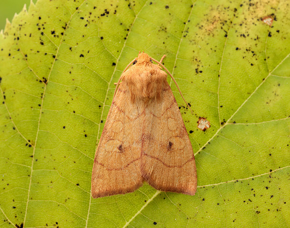 73.211 BF2313 Angle-striped Sallow Enargia paleacea