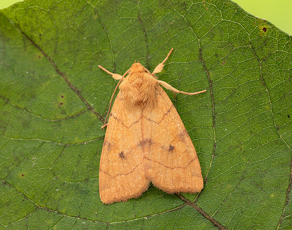 73.211 BF2313 Angle-striped Sallow Enargia paleacea