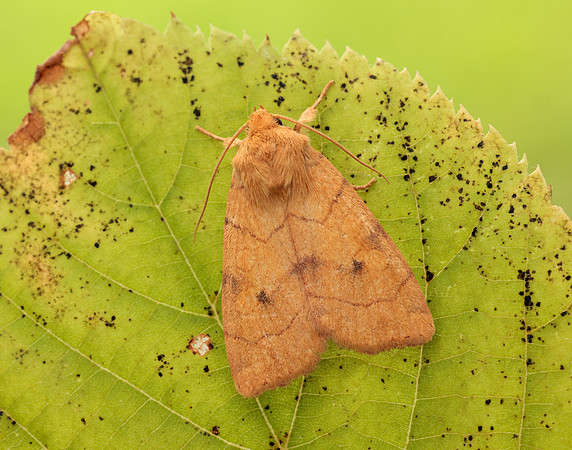 73.211 BF2313 Angle-striped Sallow Enargia paleacea