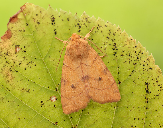 73.211 BF2313 Angle-striped Sallow Enargia paleacea