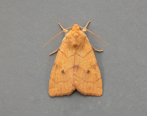 73.211 BF2313 Angle-striped Sallow Enargia paleacea