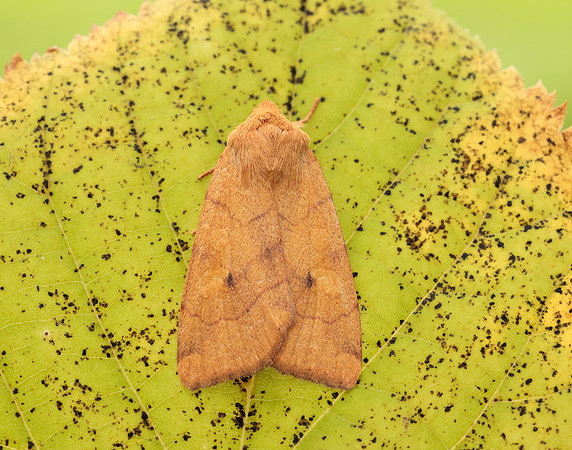 73.211 BF2313 Angle-striped Sallow Enargia paleacea