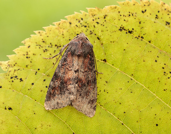 73.221 BF2268 Suspected Parastichtis suspecta