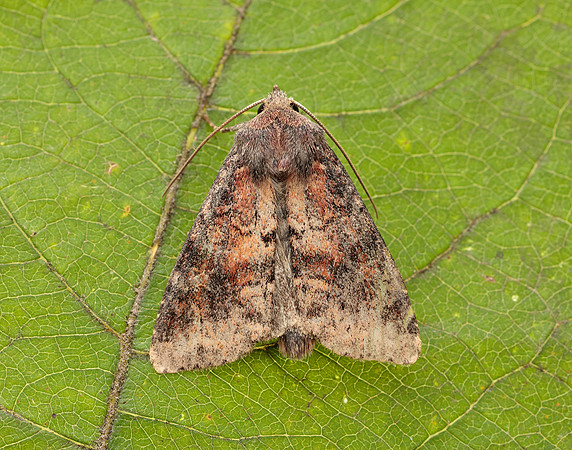 73.221 BF2268 Suspected Parastichtis suspecta