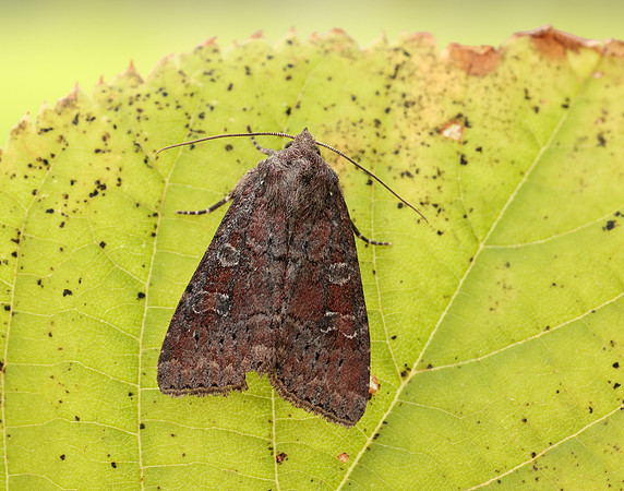 73.221 BF2268 Suspected Parastichtis suspecta