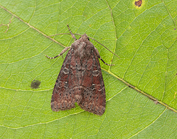 73.221 BF2268 Suspected Parastichtis suspecta