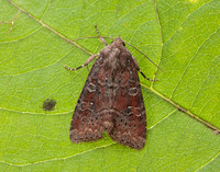 73.221 BF2268 Suspected Parastichtis suspecta