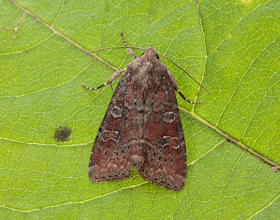 73.221 BF2268 Suspected Parastichtis suspecta