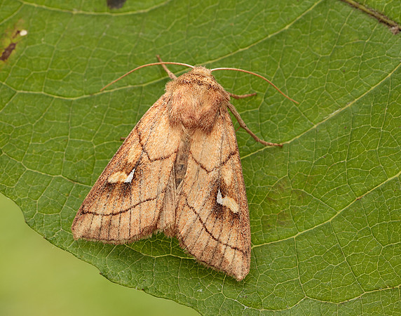 73.290 BF2192 Brown-line Bright-eye Mythimna conigera