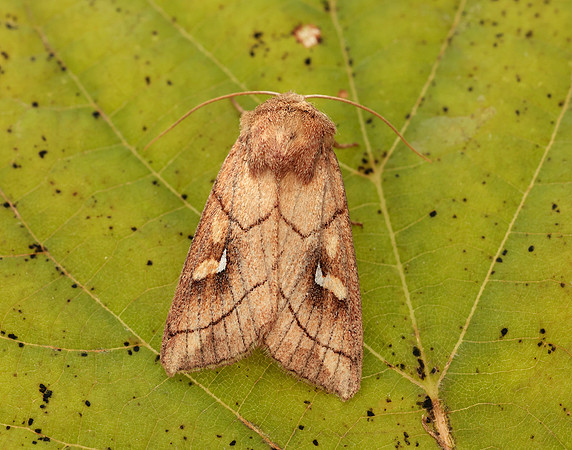 73.290 BF2192 Brown-line Bright-eye Mythimna conigera