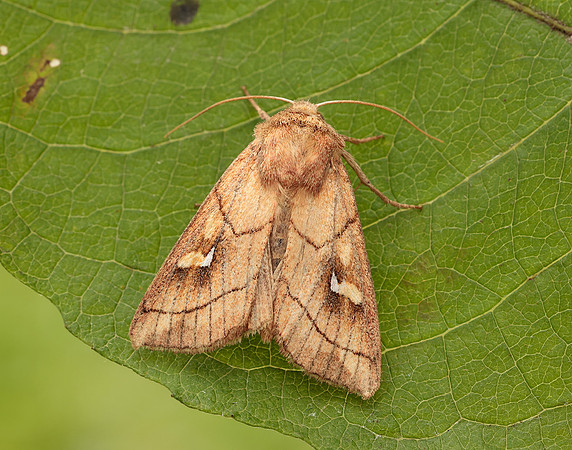 73.290 BF2192 Brown-line Bright-eye Mythimna conigera