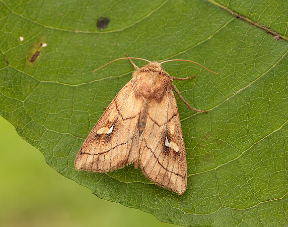 73.290 BF2192 Brown-line Bright-eye Mythimna conigera