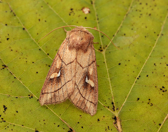 73.290 BF2192 Brown-line Bright-eye Mythimna conigera