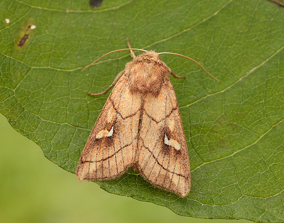 73.290 BF2192 Brown-line Bright-eye Mythimna conigera