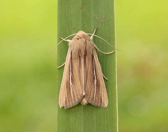 73.299 BF2201 Shore Wainscot Mythimna litoralis