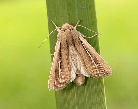 73.299 BF2201 Shore Wainscot Mythimna litoralis